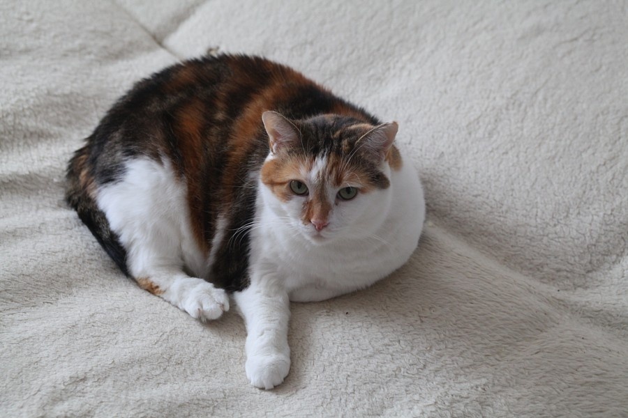 Měli jsme 2  kočičky a jednoho kocoura